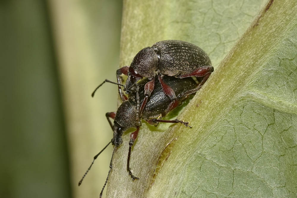 Curculionidae: ora  Otiorhynchus sellae (in accoppiamento)